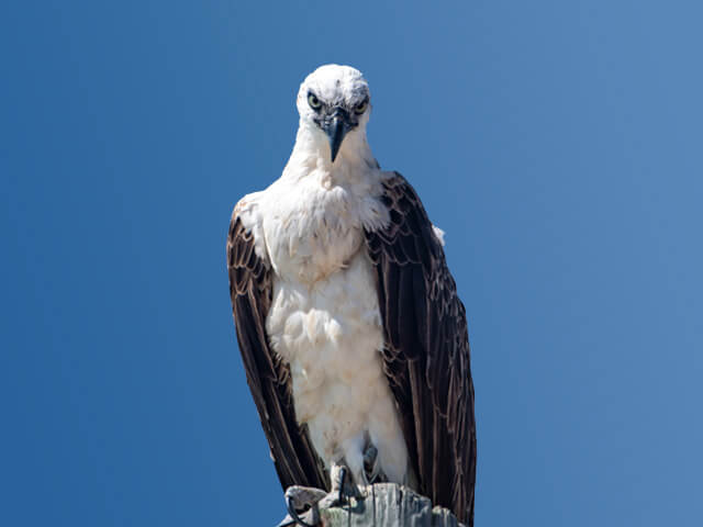 Things To Do In Salt Cay