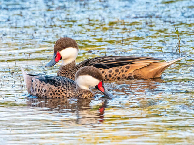 Things To Do In Salt Cay