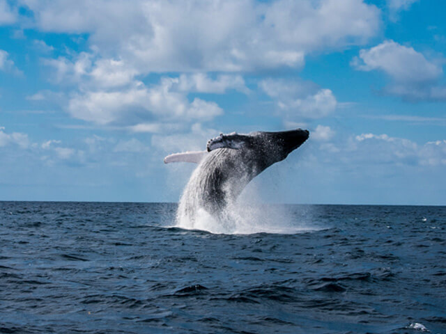 Things To Do In Salt Cay